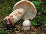 Amanita rubescens var. rubescens image
