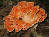 Laetiporus cincinnatus image