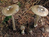 Amanita rhacopus image