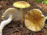 Amanita flavorubens image