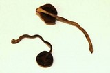 Psilocybe zapotecoantillarum image