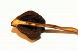 Psilocybe zapotecoantillarum image