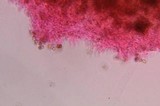 Psilocybe zapotecoantillarum image