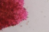 Psilocybe zapotecoantillarum image