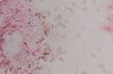 Psilocybe zapotecoantillarum image
