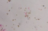 Psilocybe zapotecoantillarum image