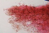 Psilocybe zapotecoantillarum image