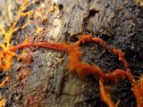 Hydnophlebia chrysorhiza image