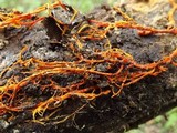 Hydnophlebia chrysorhiza image