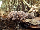 Thelephora palmata image