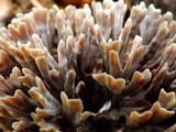 Thelephora palmata image