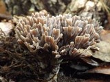Thelephora palmata image