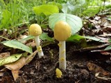 Amanita elongata image