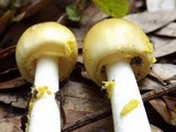 Amanita elongata image