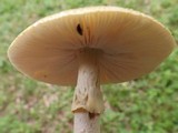 Amanita flavorubens image