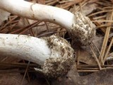 Amanita porphyria image