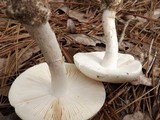 Amanita porphyria image