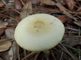 Amanita sect. Vaginatae image