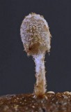 Coprinopsis stercorea image