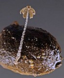 Coprinopsis stercorea image