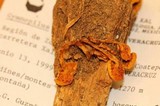 Gymnopilus subearlei image