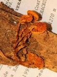 Gymnopilus subearlei image