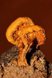 Gymnopilus subearlei image