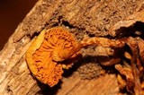 Gymnopilus subearlei image
