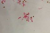 Gymnopilus subearlei image