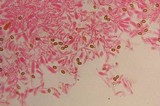 Gymnopilus subearlei image