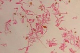 Gymnopilus subearlei image