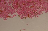 Gymnopilus subearlei image