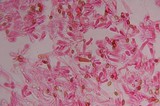 Gymnopilus subearlei image