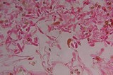 Gymnopilus subearlei image