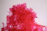 Gymnopilus subearlei image