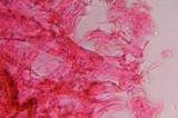 Gymnopilus subearlei image