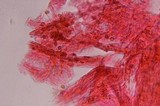 Gymnopilus subearlei image