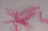 Gymnopilus subearlei image