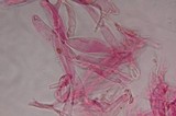 Gymnopilus subearlei image