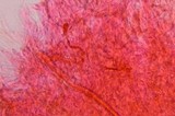 Gymnopilus subearlei image