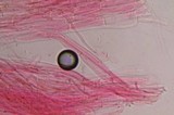 Gymnopilus subearlei image