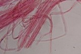 Gymnopilus subearlei image
