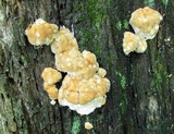 Fomitopsis spraguei image