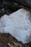 Fomitopsis spraguei image