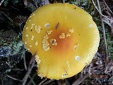 Amanita frostiana image