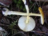 Amanita frostiana image