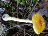 Amanita frostiana image