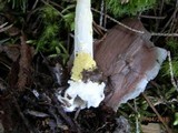 Amanita frostiana image