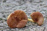 Tricholomopsis flammula image
