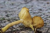 Tricholomopsis flammula image